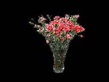 some flowers i bought her once